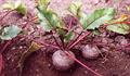 beetroot 